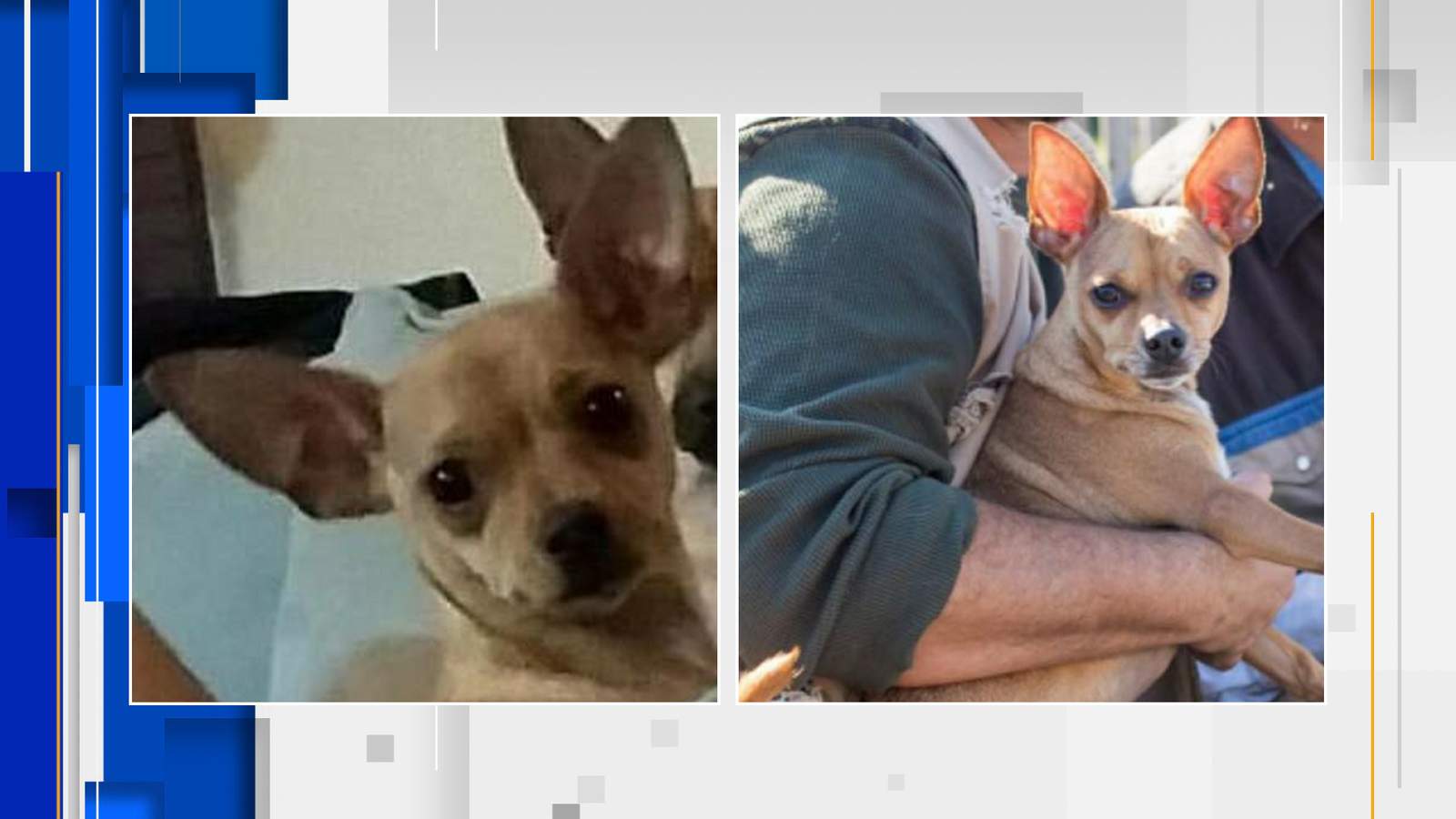 Missing Chihuahua reunited with family after New Year’s Eve car crash