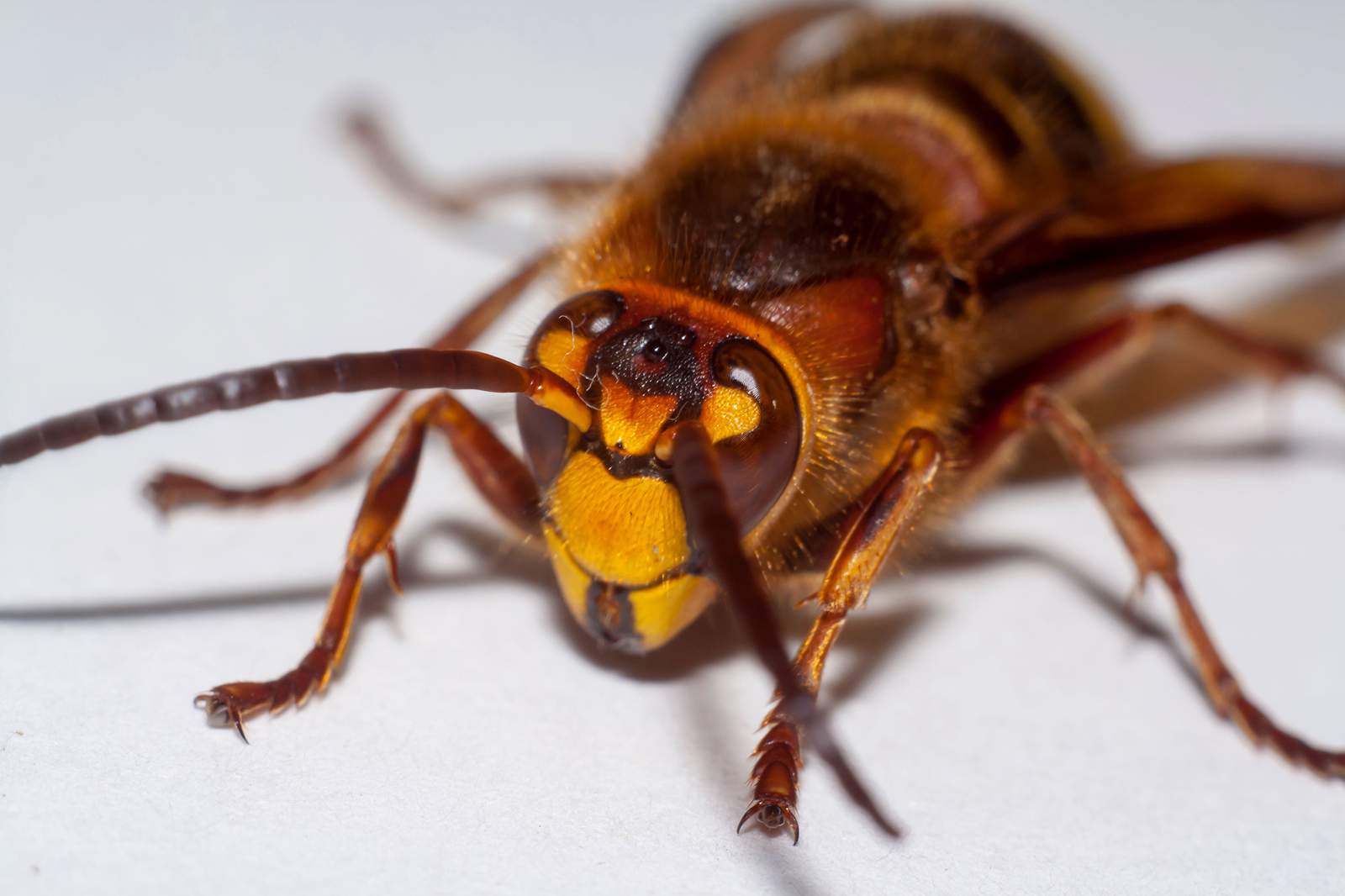 Invasive ‘murder hornets’ have been spotted in the US for the first time
