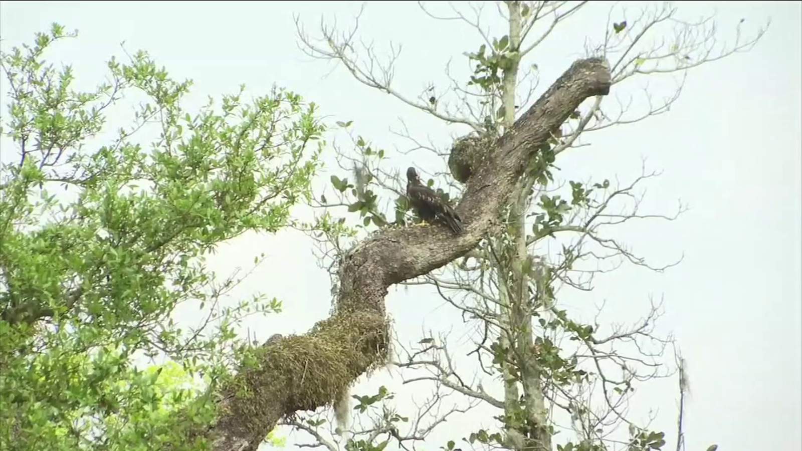 Eaglet finds new home at NAS Jax after falling out of nest