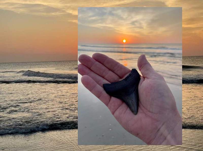 Mega find: Man finds megalodon shark tooth on Fernandina Beach