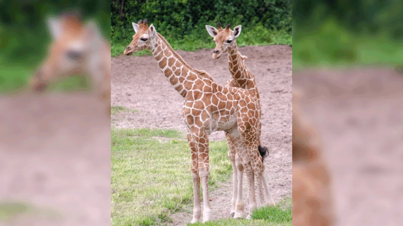 Baby giraffes named at Jacksonville Zoo