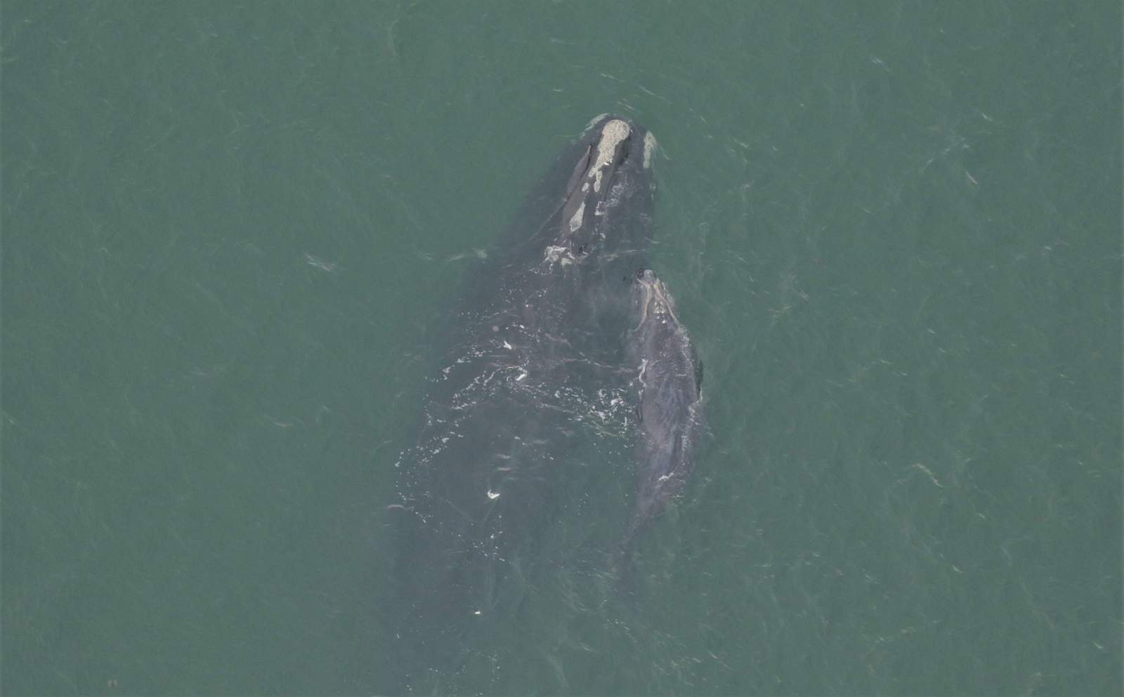Welcoming No. 14: Another right whale calf sighted this season