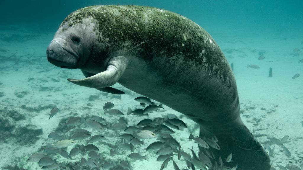 Disappearing seagrass hurting beloved manatees in Florida