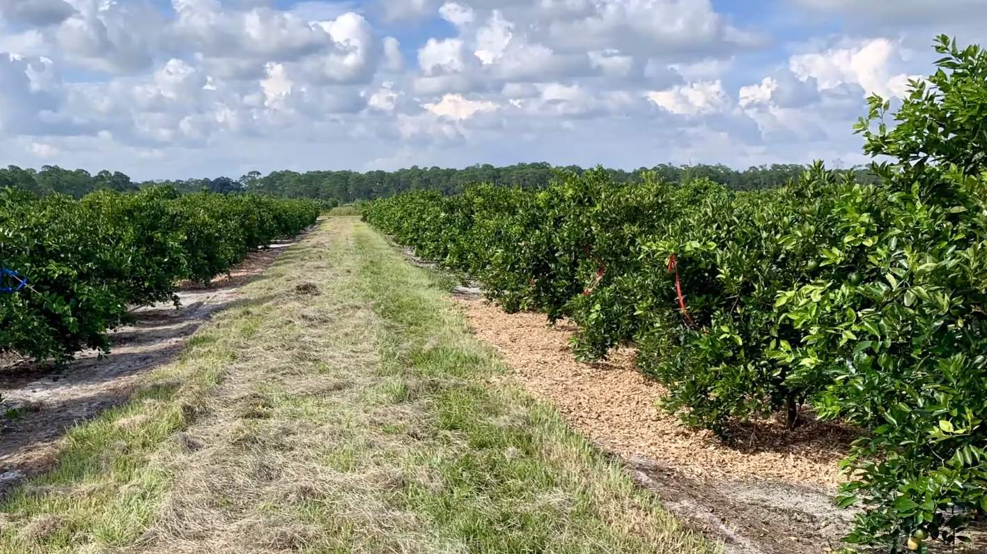 Why oak mulch could save your citrus from greening disease