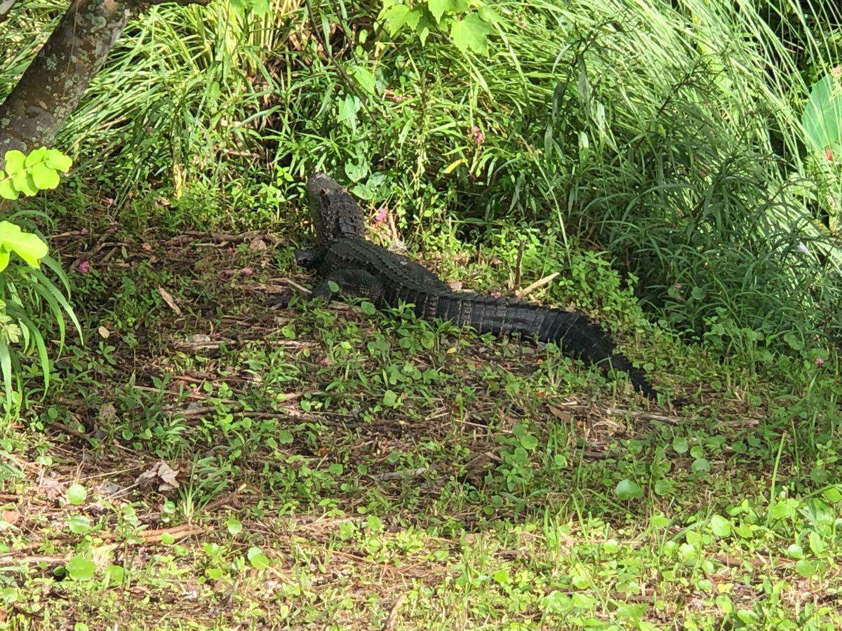 Neighbors of Miramar neighborhood keeping watchful eye for gator