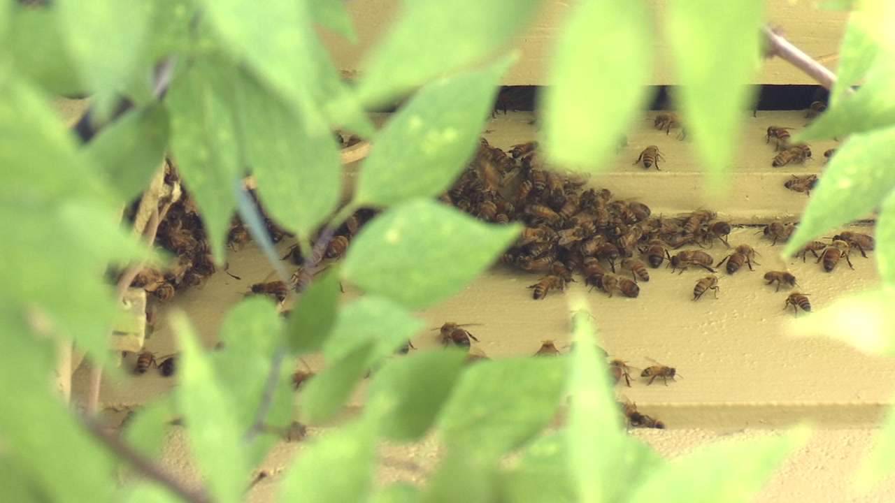 Jacksonville family hoping to rid apartment of bees
