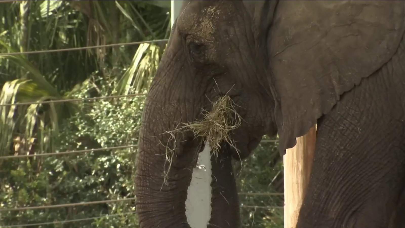 Jacksonville Zoo and Gardens tries to recover from $6M in losses due to pandemic
